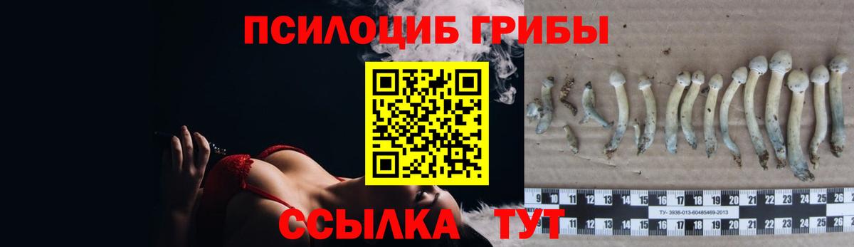 Галлюциногенные грибы Psilocybine cubensis Севастополь